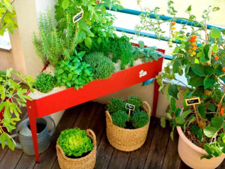 Piante in terrazza
