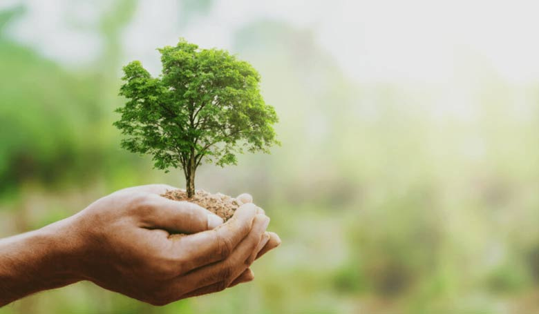 Une main tenant un arbre pour signfier un geste écologique