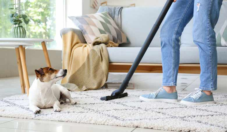 Eine Person saugt ihren Wohnzimmerteppich, auf dem ihr Hund liegt.