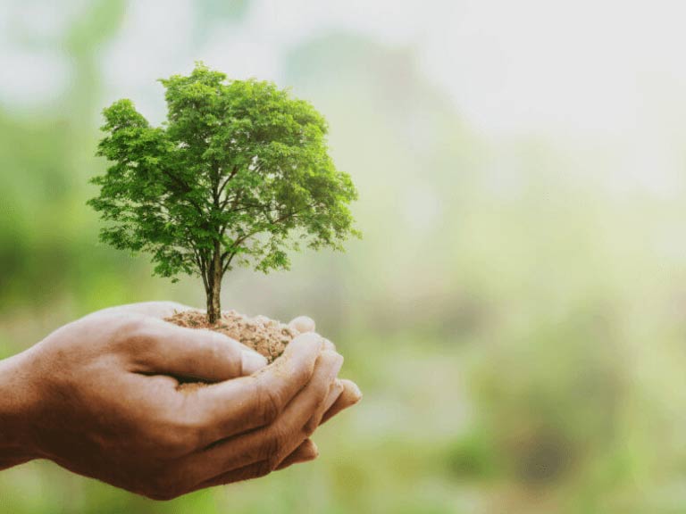 Eine Hand, die einen Baum hält, um eine ökologische Geste zu signalisieren